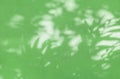 Leaf shadows on green color stucco pattern wall Royalty Free Stock Photo