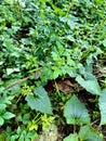 A leaf-shaped wildplant in the morning