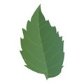 Leaf with sharpen edges in realistic style. Autumn leaf Royalty Free Stock Photo