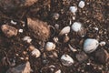 Leaf with Shells. Gravel. Background. Textures