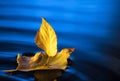 Leaf ship in blue water