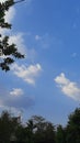 Leaf shoots among the clouds