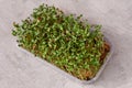 Leaf and shoots of a green plant. Flax sprouts. Raw sprouts microgreen