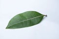 Leaf of Shyamlata tree, Cryptolepis buchananii