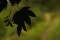 Leaf silhouette close up nature background Royalty Free Stock Photo