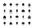 Leaf silhouettes vector icons with title. Isolated outline silhouette of leaves figs, apple, chestnut, pear and other leaves on a Royalty Free Stock Photo