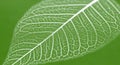 Leaf skeleton against green background delicate nature botanical pattern fragility venation translucent texture closeup veins Royalty Free Stock Photo