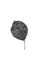 Leaf skeleton in black & white. Use as background Royalty Free Stock Photo