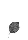 Leaf skeleton in black & white. Use as background Royalty Free Stock Photo