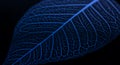 Leaf skeleton blue veins against black background delicate nature botanical pattern fragility venation translucent texture closeup Royalty Free Stock Photo