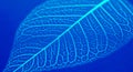 Leaf skeleton cyan veins against blue background delicate nature botanical pattern fragility venation translucent texture macro Royalty Free Stock Photo