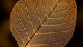 Of a leaf skeleton illuminated from behind highlighting its intricate Royalty Free Stock Photo