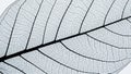 Of a leaf skeleton showing intricate vein patterns against a light Royalty Free Stock Photo