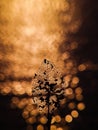 Leaf skeleton silhouette with bokeh sunset background Royalty Free Stock Photo