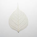 Leaf skeleton on a white background, showcasing intricate vein Royalty Free Stock Photo