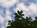 Leaf and sky, cloudy sky, leaf silhouette