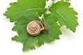 Leaf and snail Royalty Free Stock Photo
