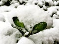 The leaf after snow