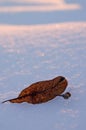 Leaf on snow