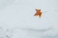 Leaf on Snow Royalty Free Stock Photo