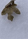 leaf on snow