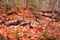 Leaf and snow ground cover with contrasting red and white