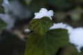 Leaf with snow resting on it