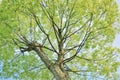 Hackberry tree growing in spring Royalty Free Stock Photo
