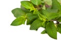 Leaf spearmint