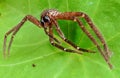 A leaf spider is perched on a leaf, eyeing its prey, in the forest of Sanggau district, West Kalimantan, Indonesia