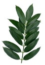 leaf of Spondias mombin Royalty Free Stock Photo