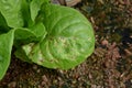 Leaf spot disease on baby cos lettuce from fungus