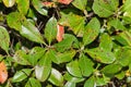 Leaf Spot disease on Indian Hawthorn plant leaves.