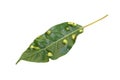 Leaf spot disease