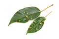 Leaf spot disease