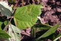 Leaf spot disease on mungbean, plant disease