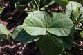Leaf spot disease on mungbean, plant disease Royalty Free Stock Photo