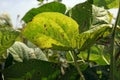 Leaf spot disease on mungbean, plant disease Royalty Free Stock Photo