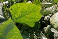 Leaf spot disease on mungbean, plant disease Royalty Free Stock Photo