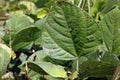 Leaf spot disease on mungbean, plant disease