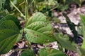 Leaf spot disease on mungbean, plant disease Royalty Free Stock Photo