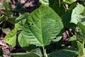 Leaf spot disease on mungbean, plant disease Royalty Free Stock Photo