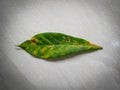 leaf spot disease or leaf rust, which is caused by a fungal infection. Royalty Free Stock Photo