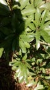 BEAUTIFULL VIEW OF SAPOTA LEAVES