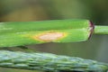 Leaf spot of rye, septoria leaf blotch, speckled leaf blotch of rye. Mycosphaerella graminicola