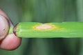 Leaf spot of rye, septoria leaf blotch, speckled leaf blotch of rye. Mycosphaerella graminicola