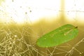Leaf on sprider web Royalty Free Stock Photo