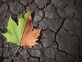 Leaf in spring and autumn color on dried soil. Visual describing the seasons and drought