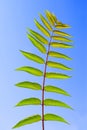 Leaf of Staghorn sumac Royalty Free Stock Photo