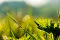 Leaf of stinging nettle and blade of grass on lush meadow backlit by bright warm light of sunrise. Concept of purity, freshness